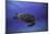 Green Turtle in the Blue-Barathieu Gabriel-Mounted Photographic Print