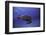 Green Turtle in the Blue-Barathieu Gabriel-Framed Premium Photographic Print