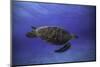 Green Turtle in the Blue-Barathieu Gabriel-Mounted Premium Photographic Print