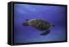 Green Turtle in the Blue-Barathieu Gabriel-Framed Stretched Canvas