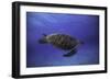 Green Turtle in the Blue-Barathieu Gabriel-Framed Photographic Print