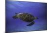 Green Turtle in the Blue-Barathieu Gabriel-Mounted Photographic Print