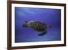 Green Turtle in the Blue-Barathieu Gabriel-Framed Photographic Print