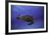 Green Turtle in the Blue-Barathieu Gabriel-Framed Photographic Print