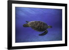 Green Turtle in the Blue-Barathieu Gabriel-Framed Photographic Print