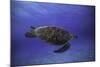 Green Turtle in the Blue-Barathieu Gabriel-Mounted Photographic Print