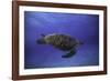 Green Turtle in the Blue-Barathieu Gabriel-Framed Photographic Print