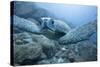 Green Turtle in the Galapagos Islands-null-Stretched Canvas