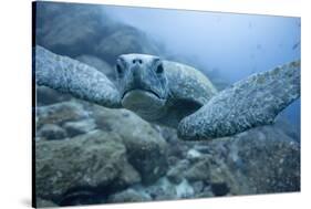 Green Turtle in the Galapagos Islands-null-Stretched Canvas