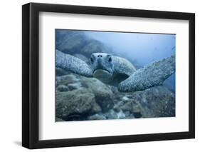 Green Turtle in the Galapagos Islands-null-Framed Photographic Print