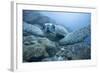 Green Turtle in the Galapagos Islands-null-Framed Photographic Print