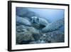 Green Turtle in the Galapagos Islands-null-Framed Photographic Print