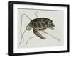 Green Turtle Natural History of Carolina, Florida and Bahamas-Mark Catesby-Framed Giclee Print