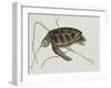 Green Turtle Natural History of Carolina, Florida and Bahamas-Mark Catesby-Framed Giclee Print