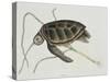 Green Turtle Natural History of Carolina, Florida and Bahamas-Mark Catesby-Stretched Canvas