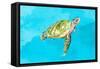 Green Turtle on Light Blue-Patricia Pinto-Framed Stretched Canvas