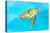 Green Turtle on Light Blue-Patricia Pinto-Stretched Canvas