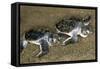 Green Turtle Pair of Hatchlings, Close Up-null-Framed Stretched Canvas