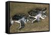 Green Turtle Pair of Hatchlings, Close Up-null-Framed Stretched Canvas