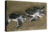 Green Turtle Pair of Hatchlings, Close Up-null-Stretched Canvas