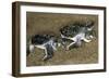 Green Turtle Pair of Hatchlings, Close Up-null-Framed Photographic Print