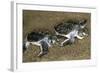 Green Turtle Pair of Hatchlings, Close Up-null-Framed Photographic Print