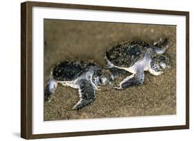 Green Turtle Pair of Hatchlings, Close Up-null-Framed Photographic Print