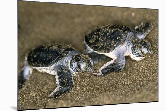 Green Turtle Pair of Hatchlings, Close Up-null-Mounted Photographic Print