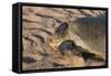 Green Turtle, Ras Al Jinz, Oman.-Sergio Pitamitz-Framed Stretched Canvas