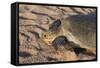 Green Turtle, Ras Al Jinz, Oman.-Sergio Pitamitz-Framed Stretched Canvas