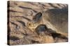 Green Turtle, Ras Al Jinz, Oman.-Sergio Pitamitz-Stretched Canvas