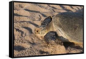 Green Turtle, Ras Al Jinz, Oman.-Sergio Pitamitz-Framed Stretched Canvas