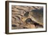 Green Turtle, Ras Al Jinz, Oman.-Sergio Pitamitz-Framed Photographic Print