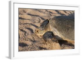 Green Turtle, Ras Al Jinz, Oman.-Sergio Pitamitz-Framed Photographic Print