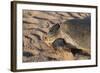 Green Turtle, Ras Al Jinz, Oman.-Sergio Pitamitz-Framed Photographic Print