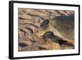 Green Turtle, Ras Al Jinz, Oman.-Sergio Pitamitz-Framed Photographic Print