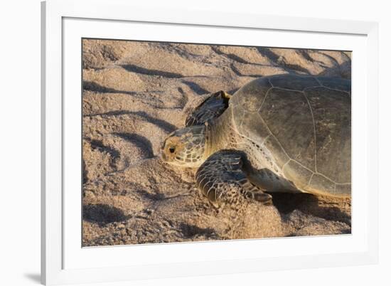 Green Turtle, Ras Al Jinz, Oman.-Sergio Pitamitz-Framed Photographic Print