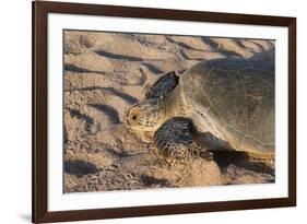 Green Turtle, Ras Al Jinz, Oman.-Sergio Pitamitz-Framed Photographic Print