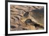 Green Turtle, Ras Al Jinz, Oman.-Sergio Pitamitz-Framed Photographic Print