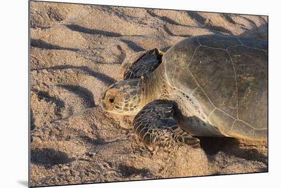 Green Turtle, Ras Al Jinz, Oman.-Sergio Pitamitz-Mounted Photographic Print