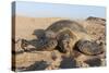 Green Turtle, Ras Al Jinz, Oman.-Sergio Pitamitz-Stretched Canvas