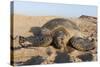 Green Turtle, Ras Al Jinz, Oman.-Sergio Pitamitz-Stretched Canvas