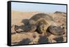 Green Turtle, Ras Al Jinz, Oman.-Sergio Pitamitz-Framed Stretched Canvas