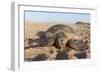 Green Turtle, Ras Al Jinz, Oman.-Sergio Pitamitz-Framed Photographic Print