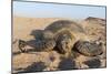 Green Turtle, Ras Al Jinz, Oman.-Sergio Pitamitz-Mounted Photographic Print