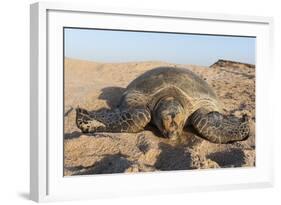 Green Turtle, Ras Al Jinz, Oman.-Sergio Pitamitz-Framed Photographic Print