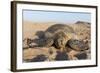 Green Turtle, Ras Al Jinz, Oman.-Sergio Pitamitz-Framed Photographic Print