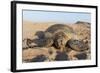 Green Turtle, Ras Al Jinz, Oman.-Sergio Pitamitz-Framed Photographic Print