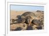 Green Turtle, Ras Al Jinz, Oman.-Sergio Pitamitz-Framed Photographic Print