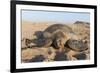 Green Turtle, Ras Al Jinz, Oman.-Sergio Pitamitz-Framed Photographic Print